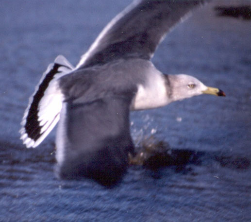 Black-tailed Gull