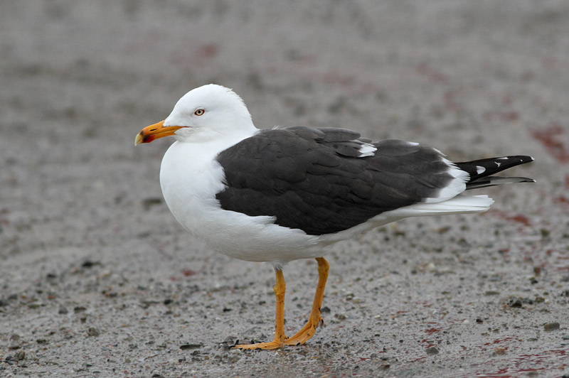 Lesser Balck-backed Gull