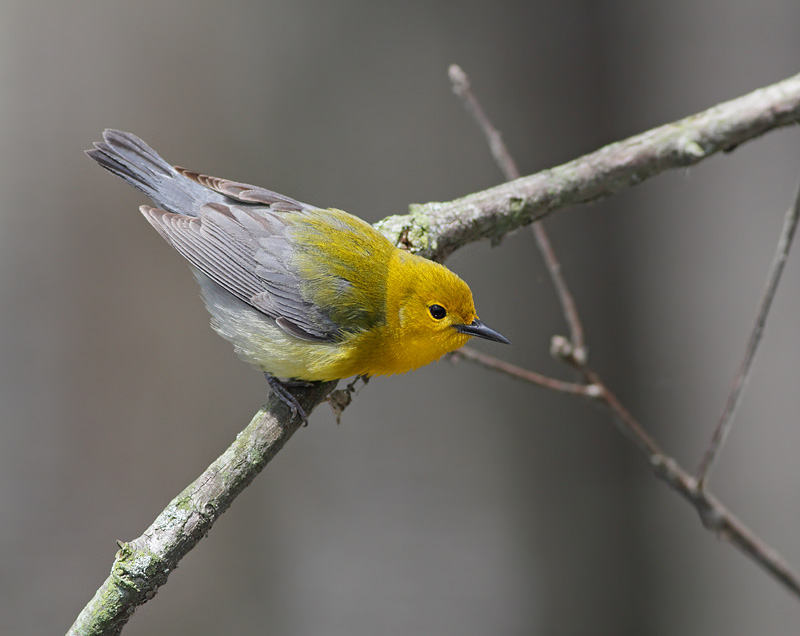 Prothonoary Warbler