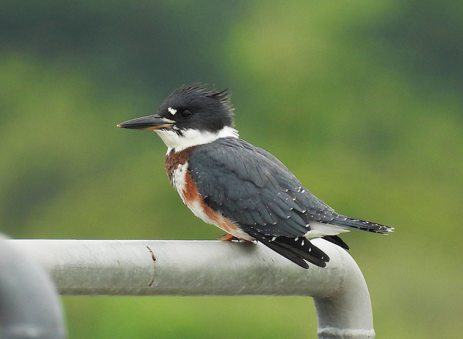 Belted Kingfisher