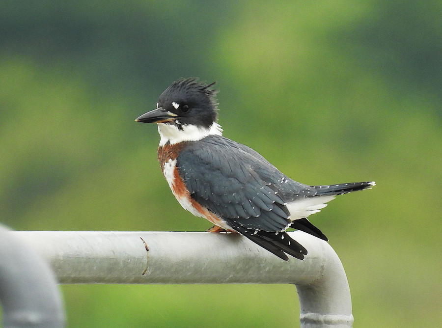 Belted Kingfisher