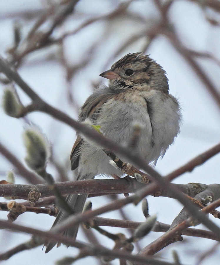 Brewer's Sparrow