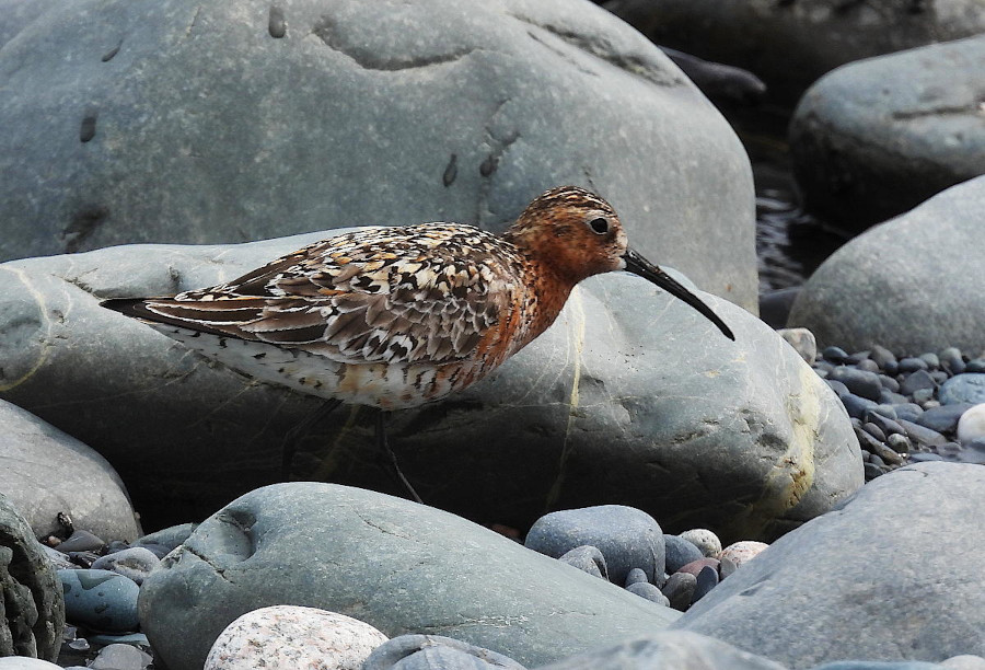 Curlew Sandpiper