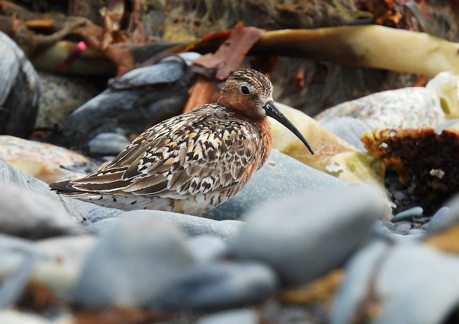 Curlew Sandpiper