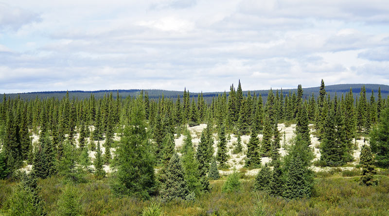 View of the land along the Labrador Highway.