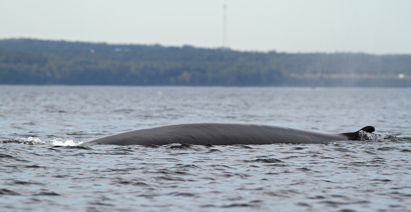 Fin Whale