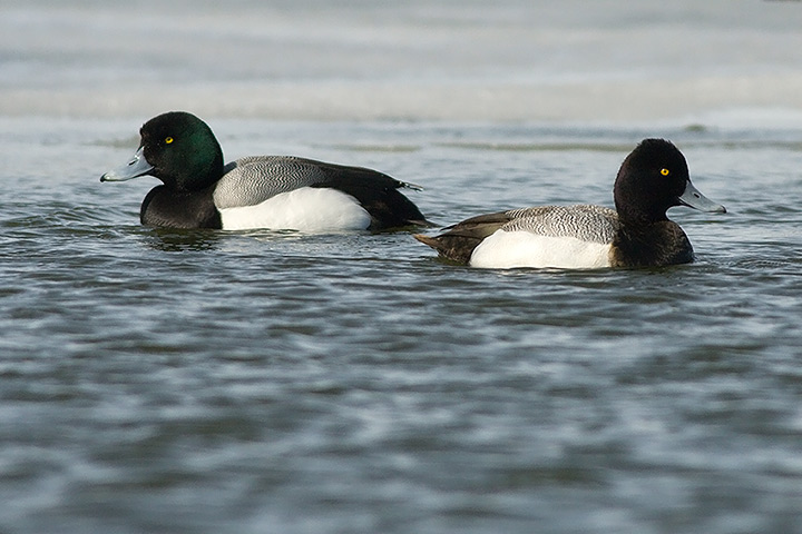 Greater Scaup and Lesser Scaup