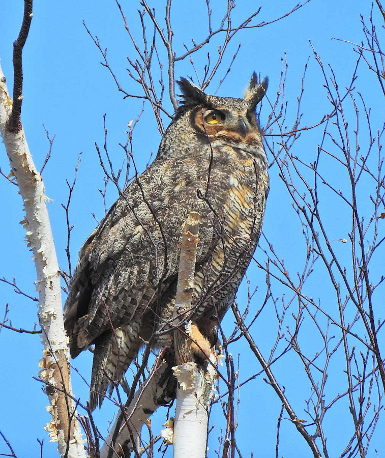 Great Horned Owl