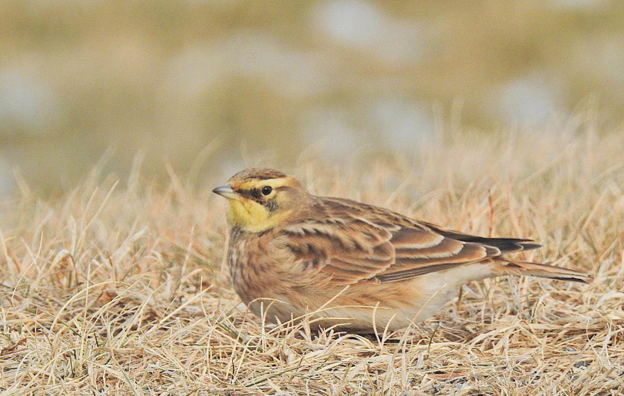 Horned Lark (Eremophila alpestris)