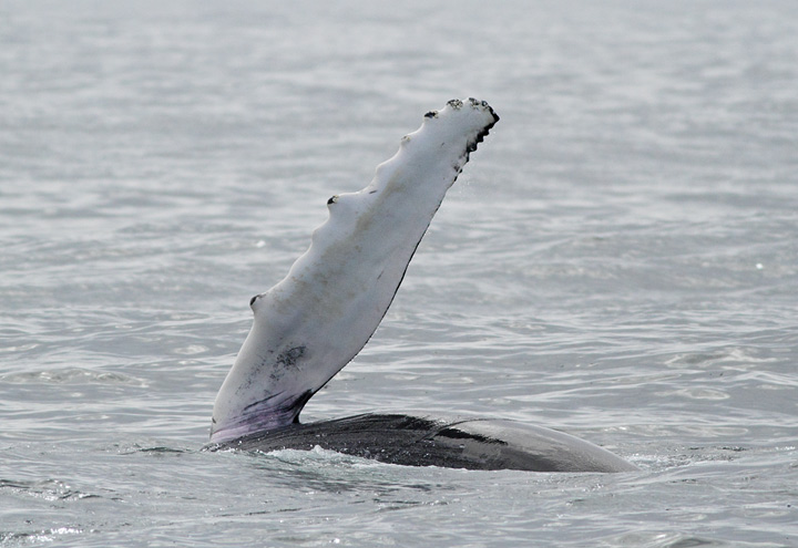 Humpback Whale, St. Anthony, 