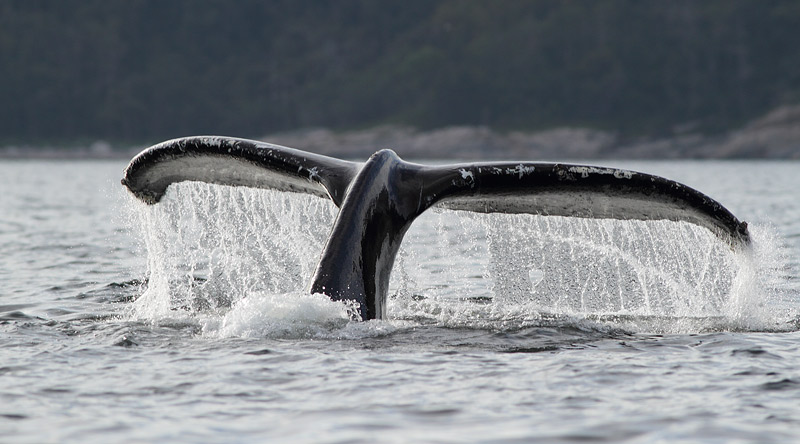 Humpback Whale, St. Anthony, 