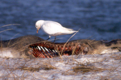 Ivory Gull on seal carcuss