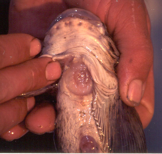 Kelp Snailfish