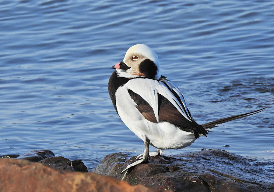 Long-tailed Duck