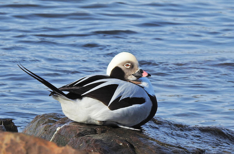 Long-tailed Duck