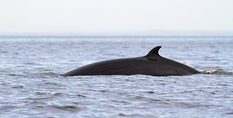 Northern Minke Whale