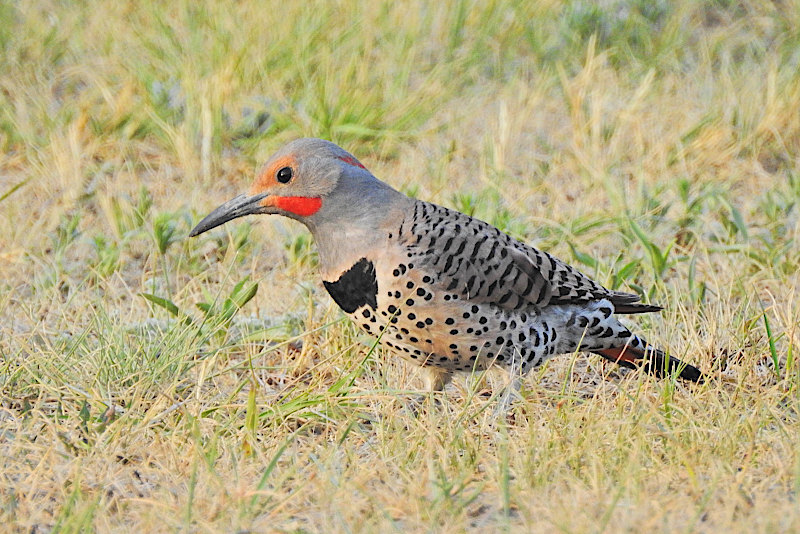 Northern Flicker (red shafted)
