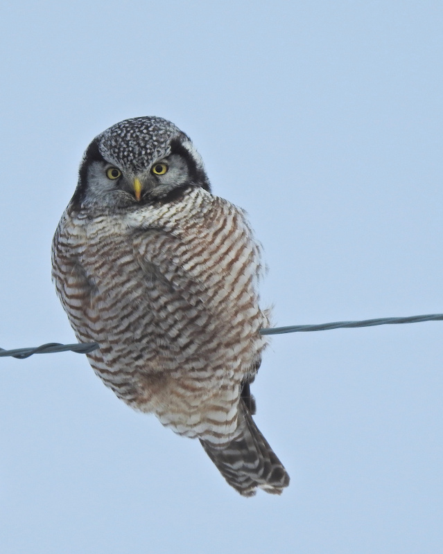 Northern Hawl Owl