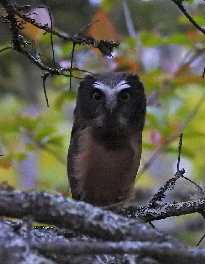 Northern Saw-whet Owl