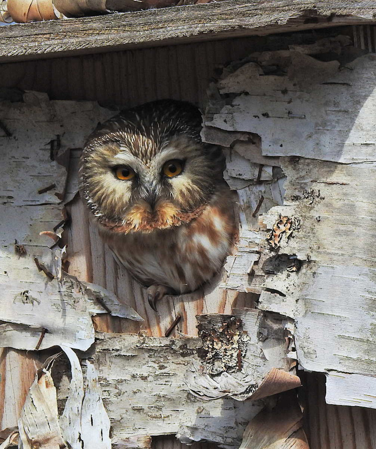 Northern Saw-whet Owl
