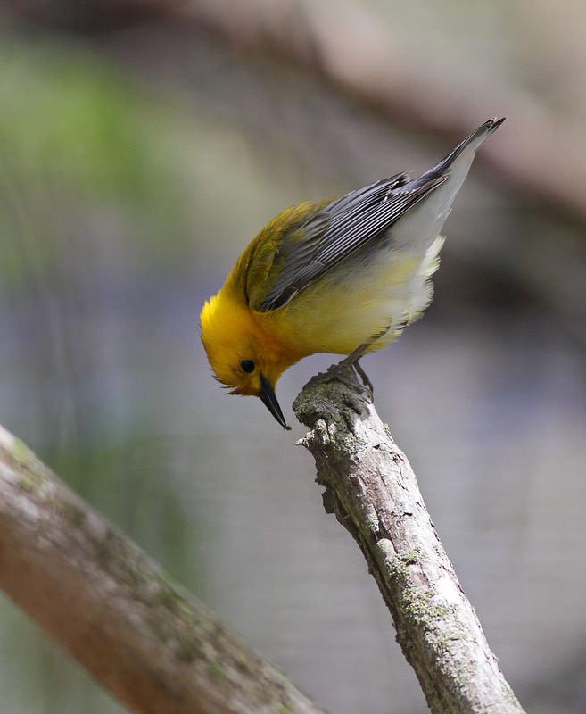 Prothonoary Warbler