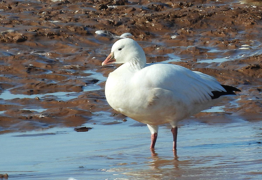 Ross's Goose
