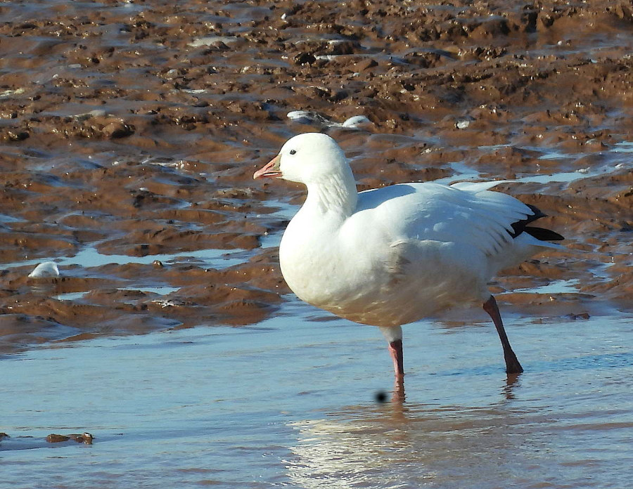 Ross's Goose