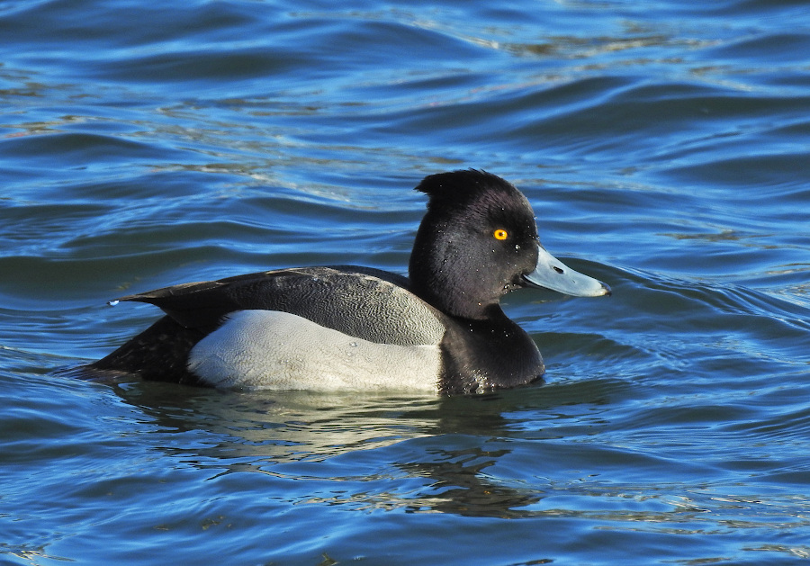 Tufted Duck x Scaup