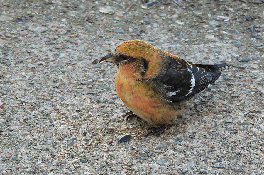 White-winged Crossbill